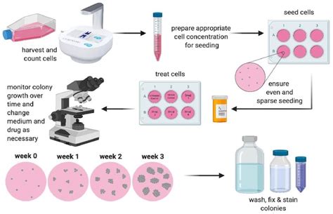 colony formation assay protocol